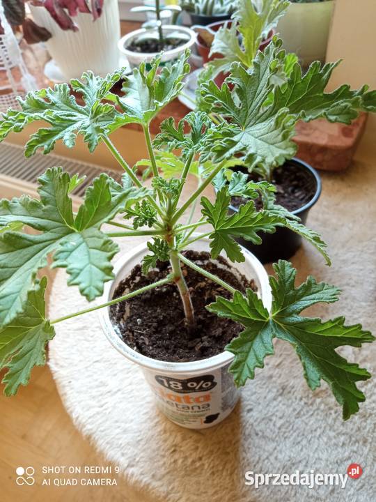 Geranium pachnące cytrynką Białystok