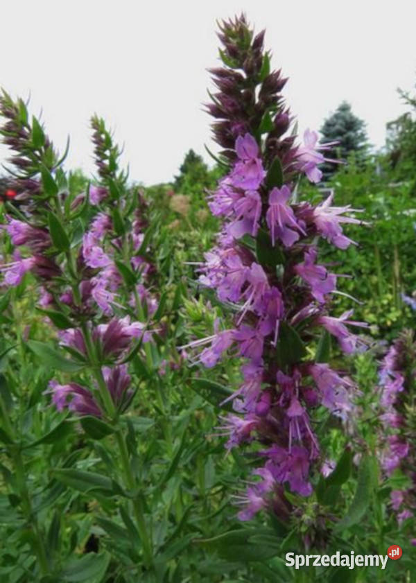 HYZOP LEKARSKI RÓŻOWY sadzonki w doniczkach Ustronie sprzedam