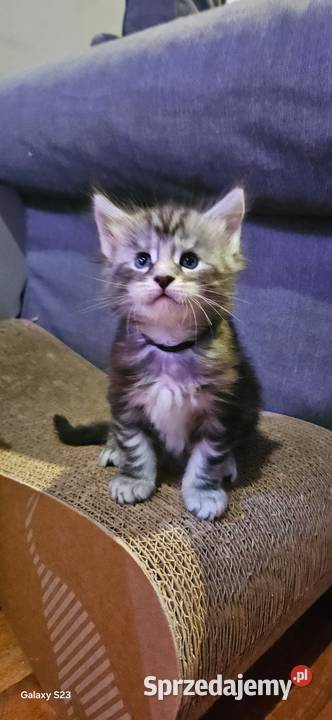 CatsMyLove kociaki Ruda Śląska sprzedam