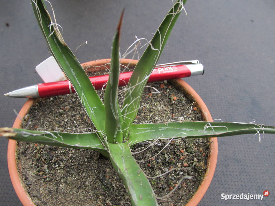 Agawa kolekcjonerska Agave filifera subsp Kraków