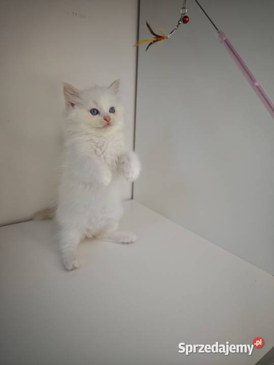 Ragdoll Kocięta Kołaków