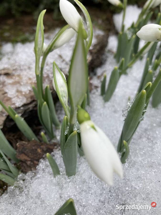 Przebiśnieg sadzonki cebule Lublin sprzedam