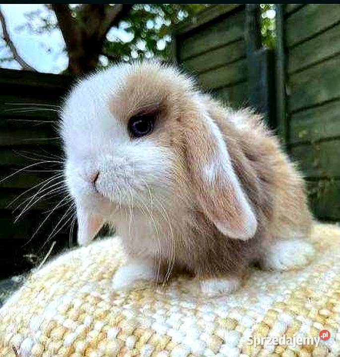 Piękneniebieskookie kroliczki mini lop Gryzonie