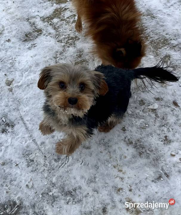 yorkshire terrier pies świętokrzyskie Skalbmierz