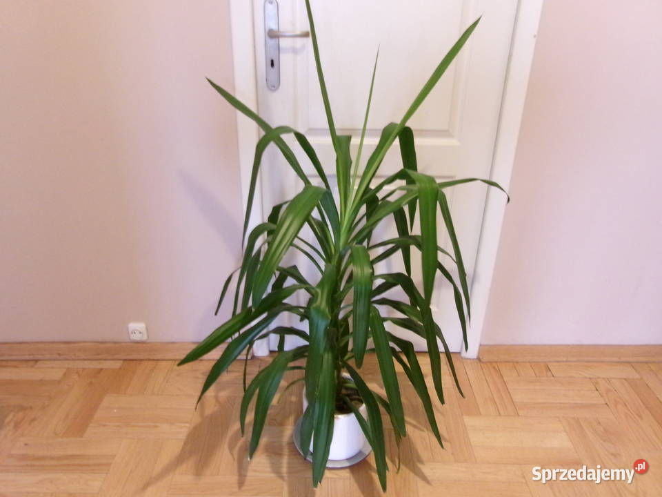 Kwiat doniczkowy Dracena duży 130 mazowieckie Legionowo