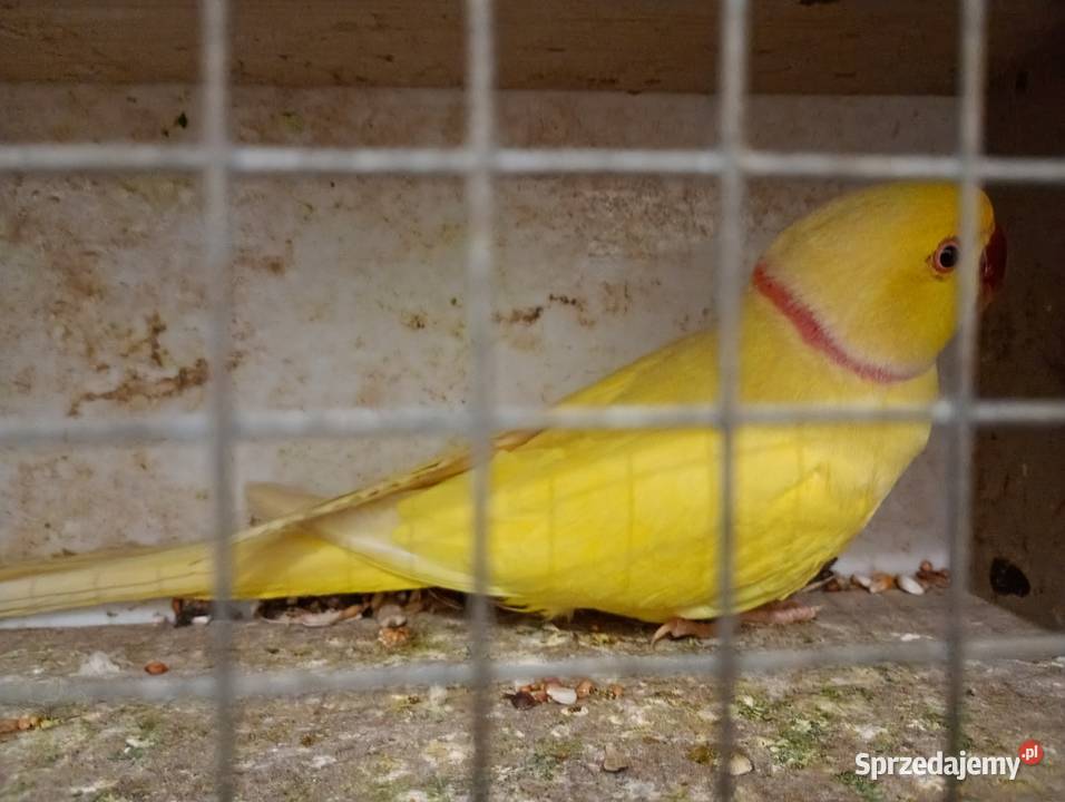 Sprzedam samca aleksandreta obrożna sprzedam