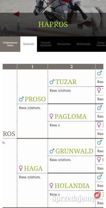 Ogiery na sprzedaż warmińsko-mazurskie Mrągowo