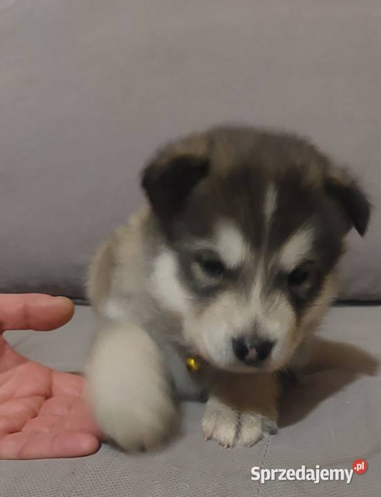 Alaskan Malamute suczka szczeniak