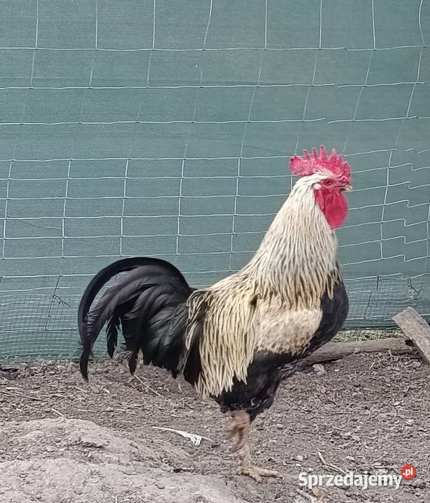 Młody kogut z 2025r Roźwienica