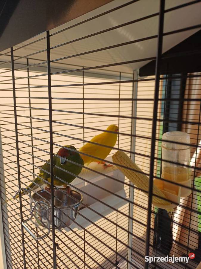 Sprzedam klatkę z papugami
