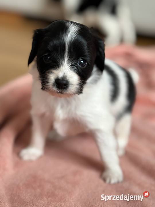 Spaniel kontynentalny phalene odmiana papillon śląskie Bielsko-Biała