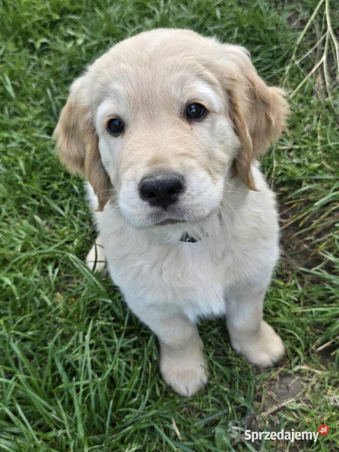 Golden retriver Został 1piesek Izbica sprzedam