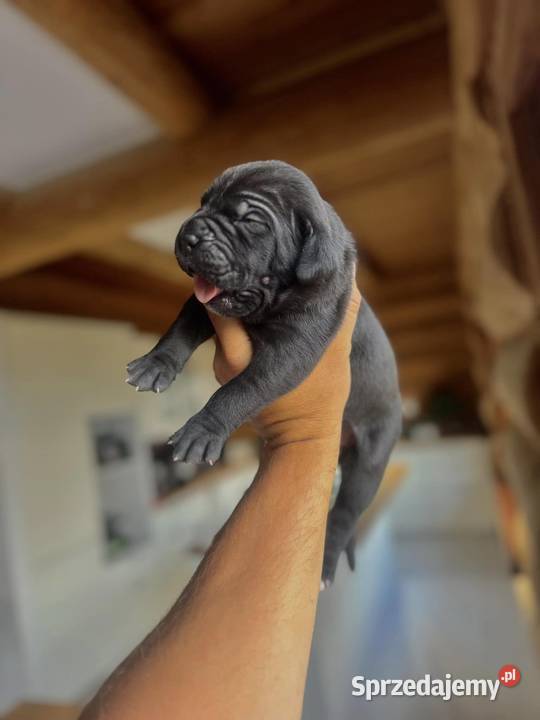Czarna suczka Cane Corso ZKwPFCI Wrocław sprzedam