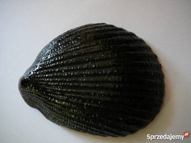 salaterki muszelki 6 lata 6070 Wrocław