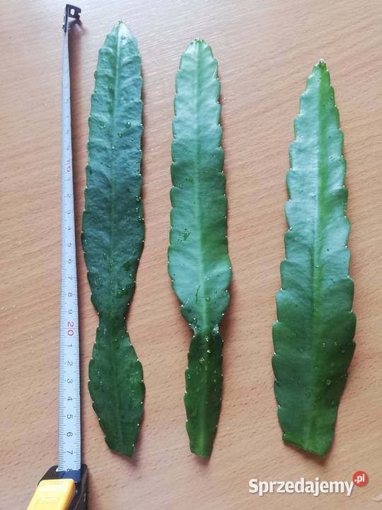 Epiphyllum Ackermannii epifilum epifilium duże Szczecin