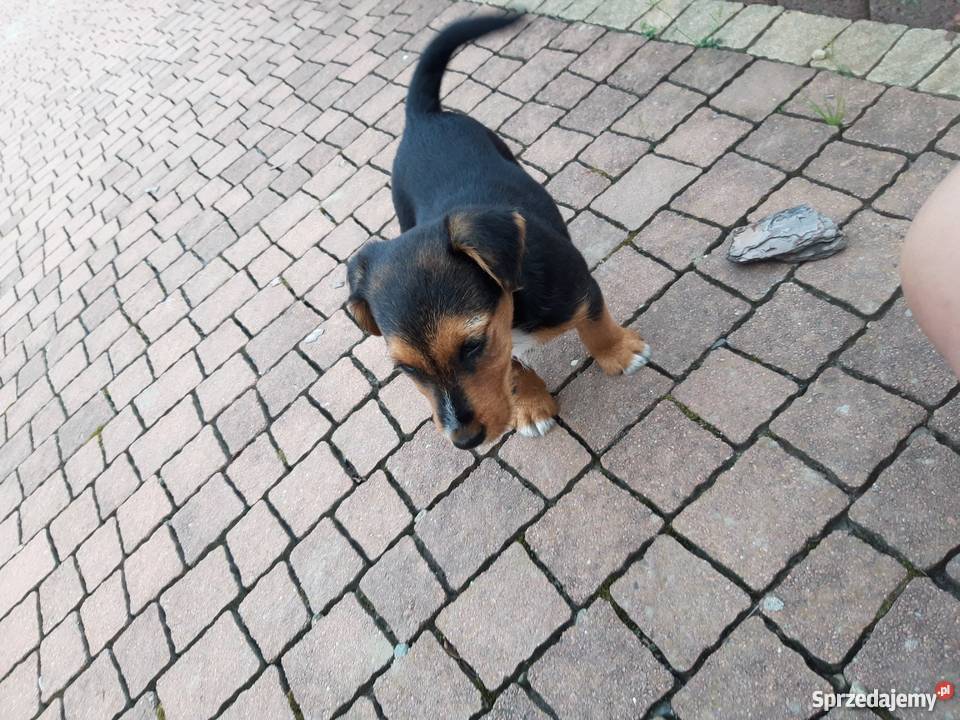 Oddam małego pieska teriera Bircza sprzedam