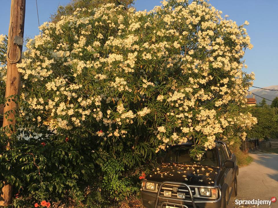 Żółty oleander Szczepki Brzeźnica
