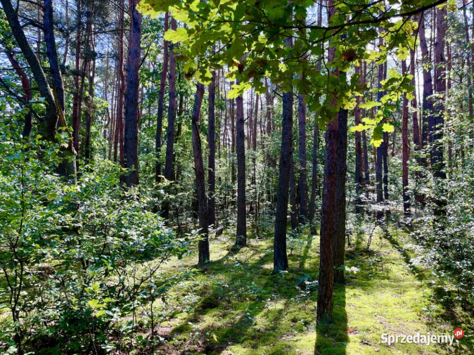 Działka pod zabudowę jednorodzinną 5057 m Mariew sprzedam