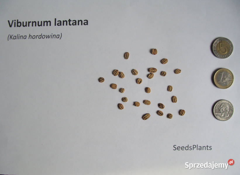 KALINA HORDOWINA Viburnum lantana NASIONA 3000