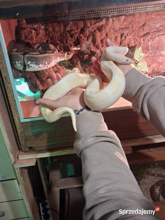Wąż pyton królewski albino samiec Przeworsk