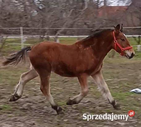 Ogierek zimnokrwisty