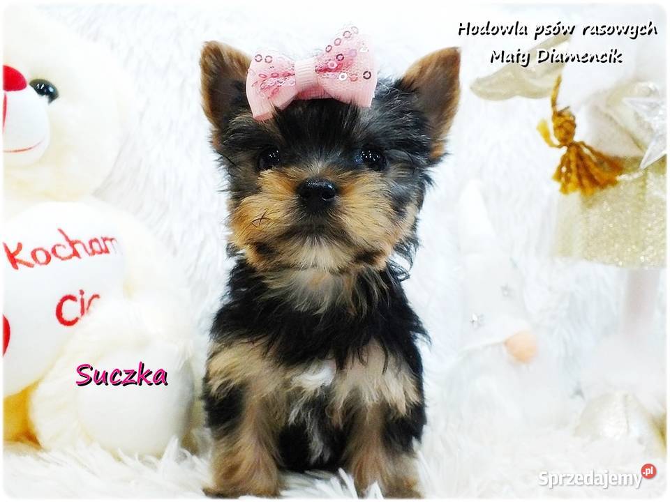 Mini XS Malutka Suczka Yorkshire Terrier Do