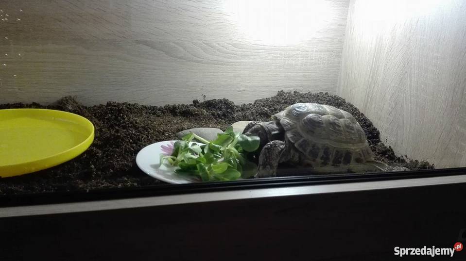 Sprzedam żółwia stepowego terrarium lubuskie Zielona Góra