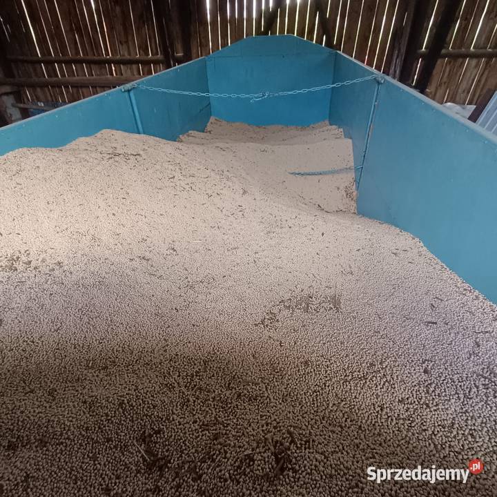 Łubin wąskolistny gorzki Stęszów