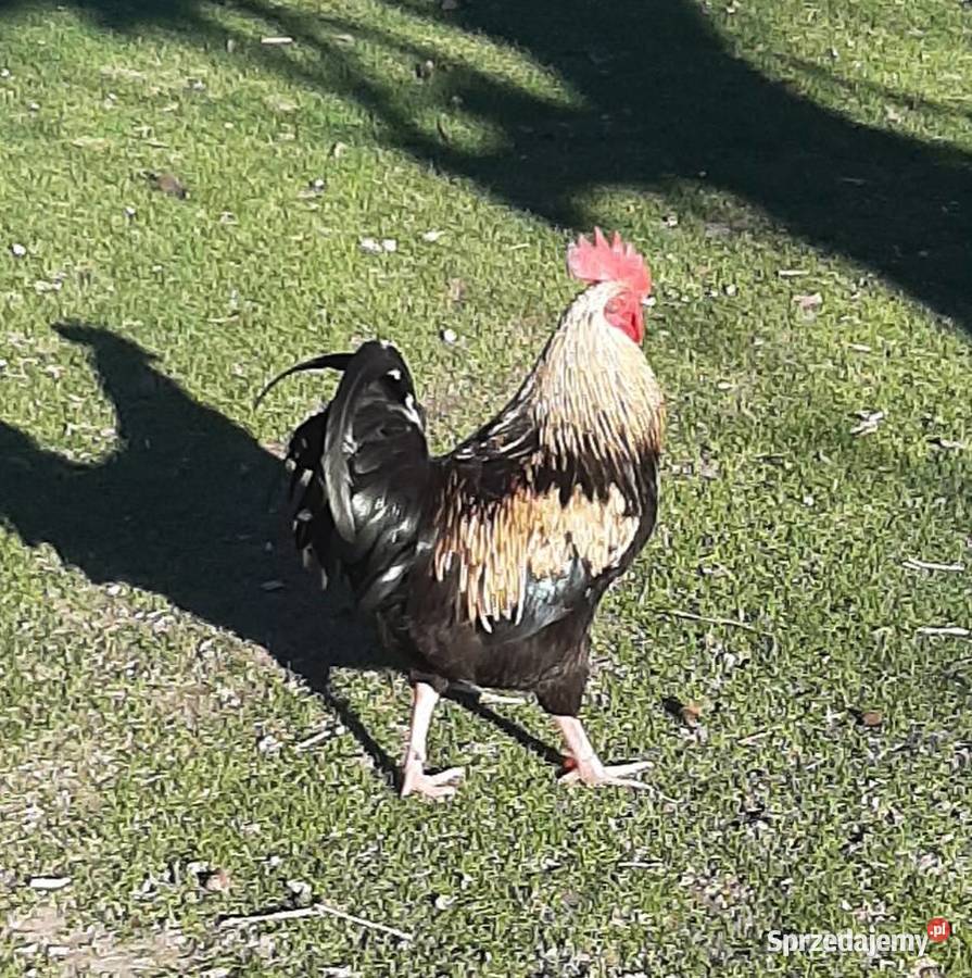 Kogut maj 2025 Turobin