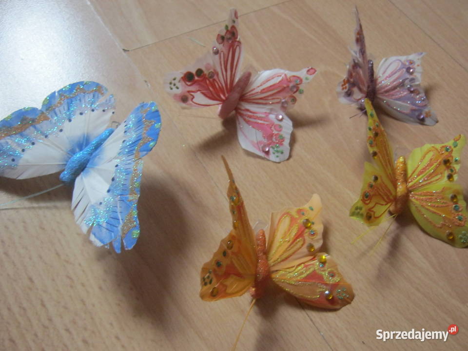 Motyle ozdobne Szczecin
