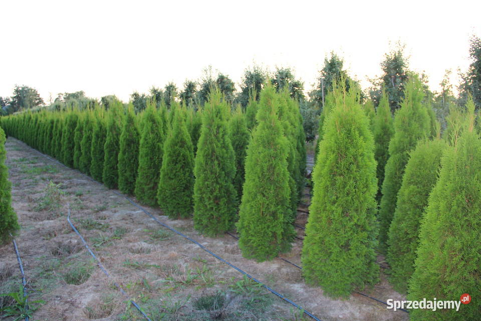 Tuja SzmaragdThuja Smaragd 160180 SUPER JAKOŚĆ