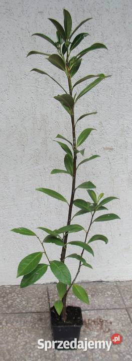 LAUROWIŚNIA WSCHODNIA CAUCASICA sadzonki w