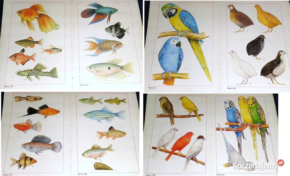 Nastolatki hodują rośliny i zwierzęta Mirosław Chełm