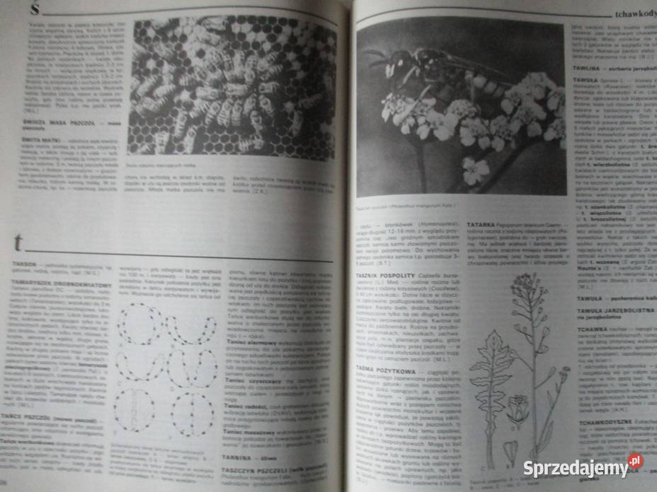 Encyklopedia pszczelarska pszczelarstwo pszczoły Łódź