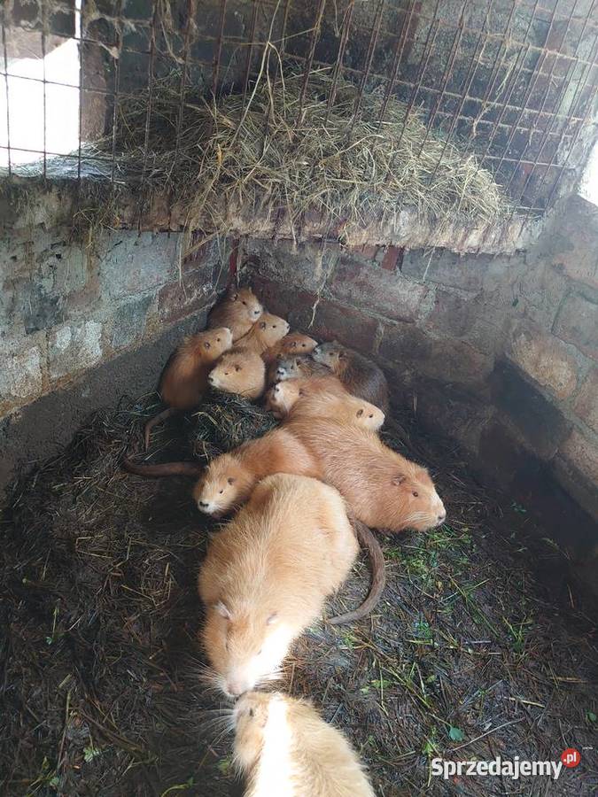 Sprzedam nutrie Bzowo