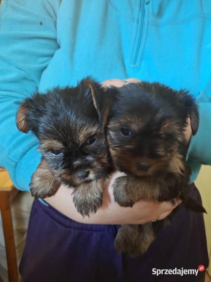 York szczeniaki Głogowiec