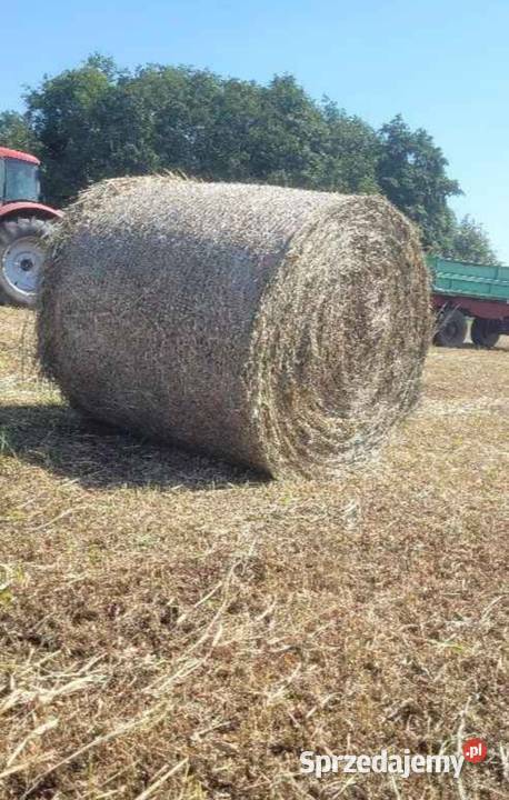 Siano tegoroczne 120x120 kujawsko-pomorskie Kruszwica sprzedam