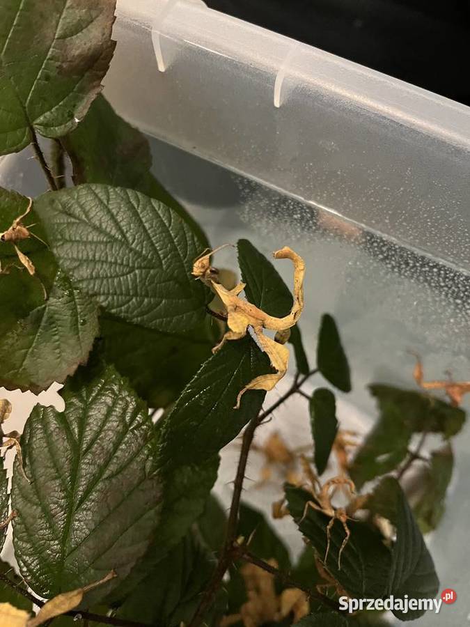 Straszyk australijski extatosoma tiaratium Rybnik