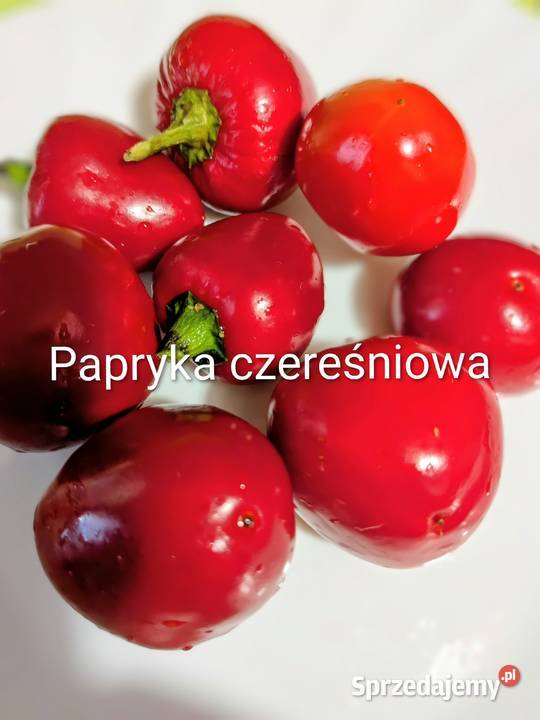 Cukinia Libańska zimowa do przechowywania