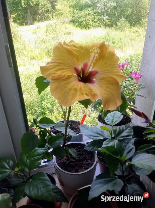 Róża chińska hibiskus Kwiat domowy Skierniewice