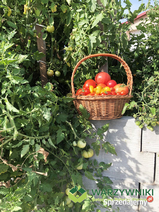 Warzywnik betonowy Skrzynia na warzywa Rabata podkarpackie Górno sprzedam