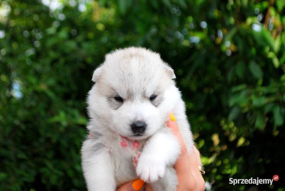 Hodowla Siberian Husky szczenięta ZKwPFCI Rzeszów sprzedam