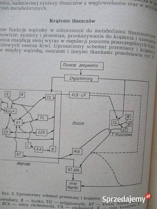 Podstawy dietetyki Hasik dietetyka dieta Łódź