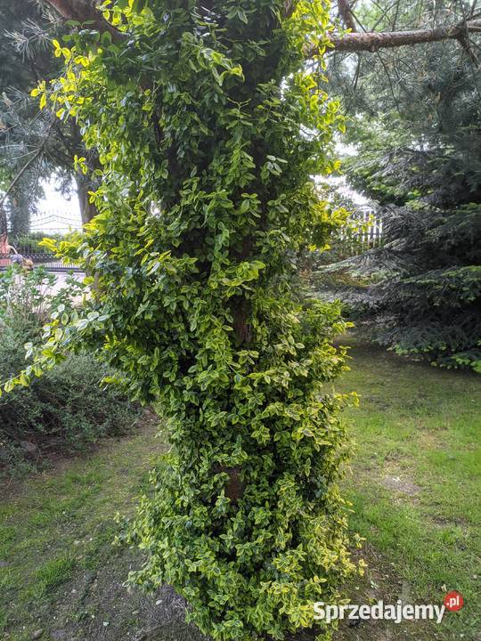 Trzmielina Emerald Gold pnąca sprzedam