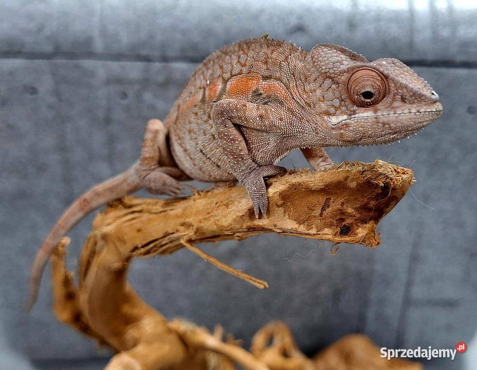 Kameleon lamparci samiec Wołomin