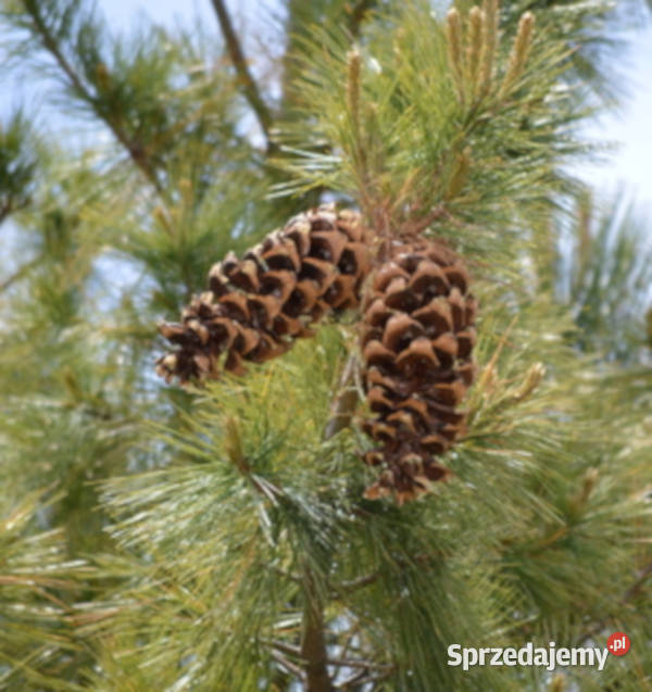 SOSNA BIAŁA Pinus strobiformis NASIONA 45 sztuk Ogród Lubanie