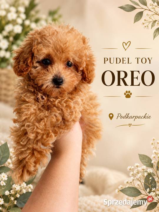 Pudelek toy Oreo bgenetyczne baby face sprzedam