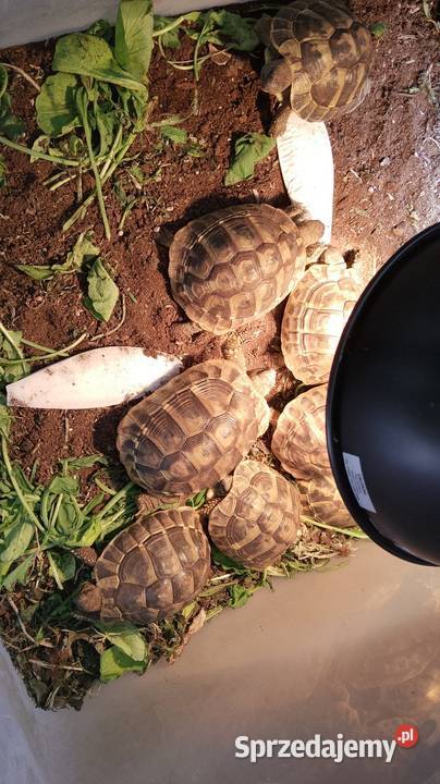 Zółw lądowy Olsztyn wysyłka cała Polska