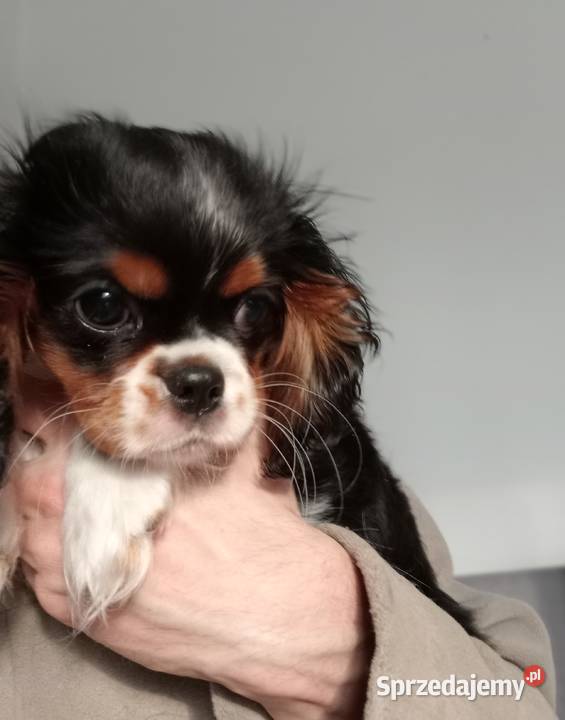 Cavalier King Charles Spaniel tricolor rodowód Częstochowa