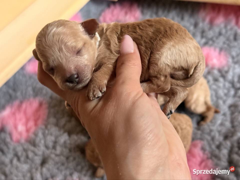 Pudel toy śląskie Częstochowa